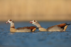 Courtship of the Egyptian Geese - Sweet Lake