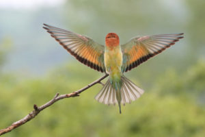 Bee-eater - beautiful from every point of view