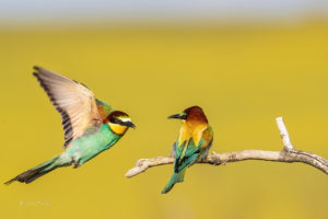 Bee-eater - Mansfelder Land