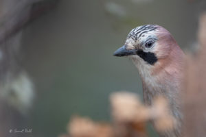 Jay in the autumn forest