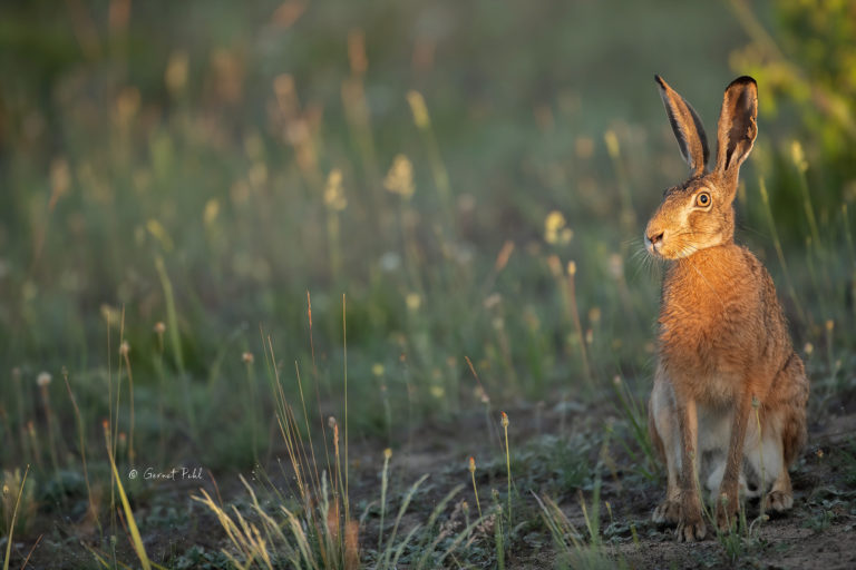 K2 - Brown hare in the first morning light