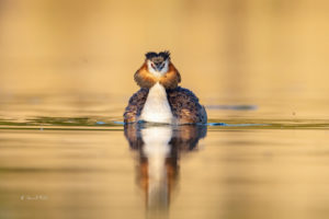 Crested Grebe, with fully spread bonnet