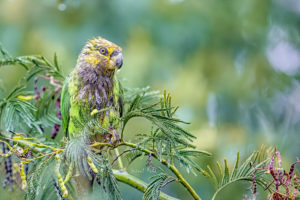 Yellow-fronted Black-headed Parrot, one of the rarest parrots in the world (Ethiopia)
