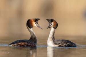 Crested Grebe, the courtship is very impressive