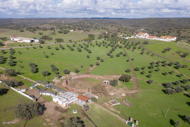 Murteira Grave - Kampfstier Farm Portugal