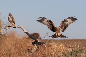 Red kite and buzzard - Mansfelder Land H.L.