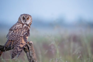 Long-eared Owl - still a bit wet from the morning dew - Northern Serbia